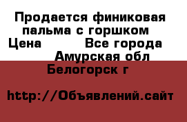 Продается финиковая пальма с горшком › Цена ­ 600 - Все города  »    . Амурская обл.,Белогорск г.